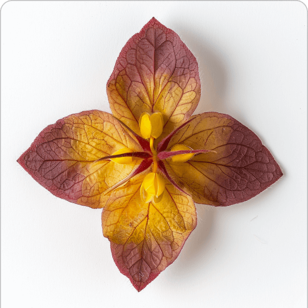 Artificial flower with red and yellow petals on a white background