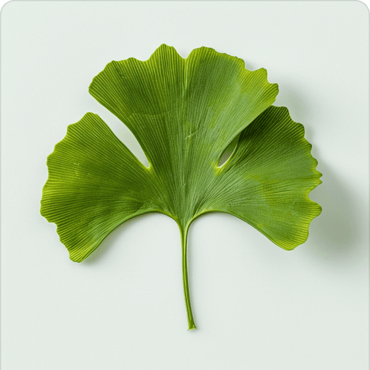 Gingko biloba on a white background