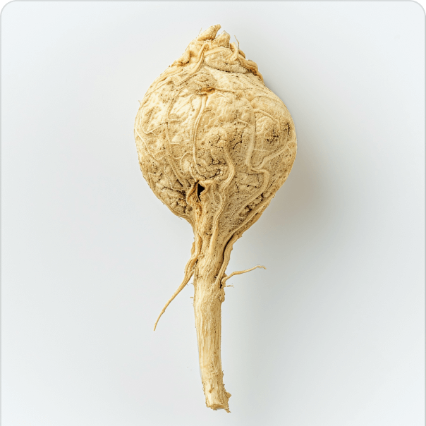 Root vegetable on a white background