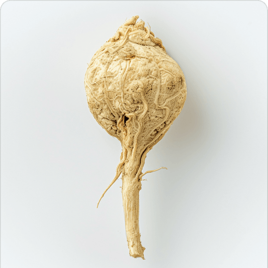 Root vegetable on a white background