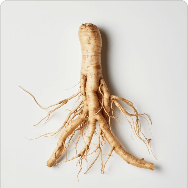 Ginseng root on a white background