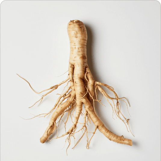 Ginseng root on a white background